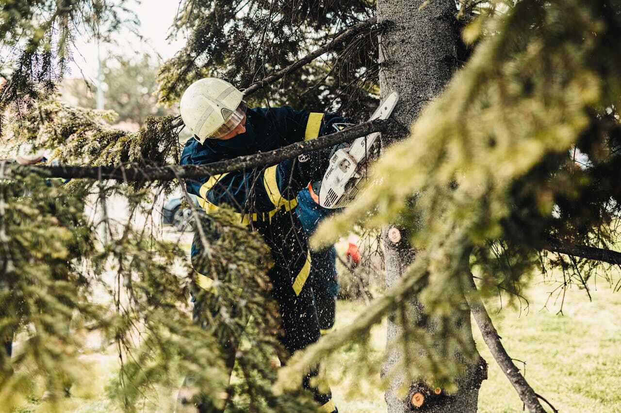 The Steps Involved in Our Tree Care Process in Trinity, FL